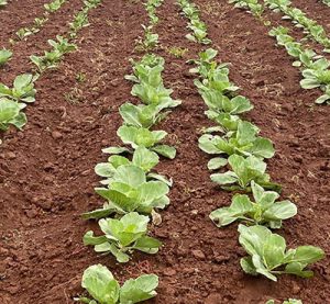 Em expansão no mercado, empresa de adjuvantes biológicos fecha parceria no mercado de venda direta