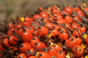 Pará começa a rastrear