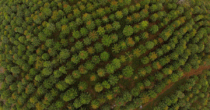 Polo Florestal faz movimentação milionária em Minas Gerais