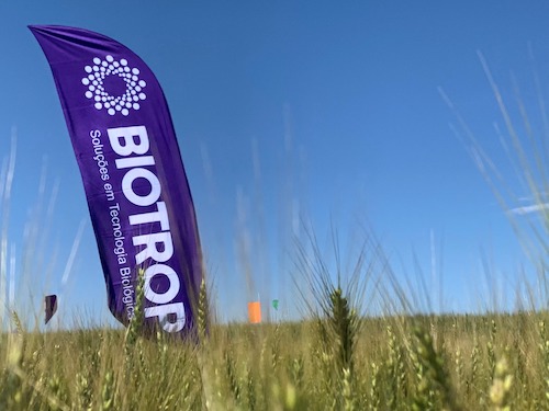Insumos biológicos protegem lavouras de trigo em tempos de instabilidade climática