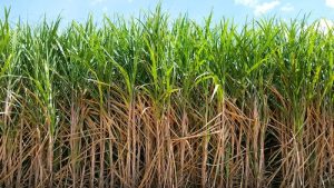 Conceito Cana Perene é destaque da Stoller no CanaTech 2024