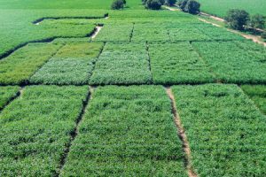 Variedades de cana-energia produzem mais etanol em áreas restritivas e atendem demanda para cogeração de energia