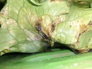 ABCSEM lançará projeto de resistência ao míldio em alfaces na Hortitec 2024