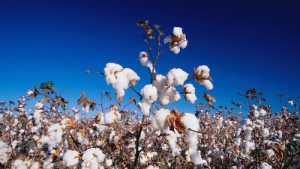 Bayer apresenta soluções integradas para algodão e soja na Bahia Farm Show