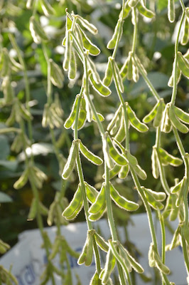 Caraíba Genética e Sementes lança três novas cultivares de soja desenvolvidas para o Cerrado brasileiro