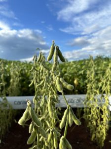 Com elevado potencial produtivo, os lançamentos possuem diferentes grupos de maturação, biotecnologias e ampla região de adaptação