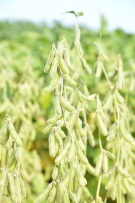 Caraíba Genética e Sementes lança três novas cultivares de soja desenvolvidas para o Cerrado brasileiro