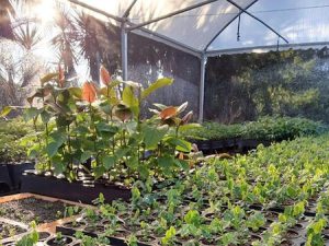 Dia Mundial do Meio Ambiente: parceria de reflorestamento e inclusão social chega a Ponta Grossa