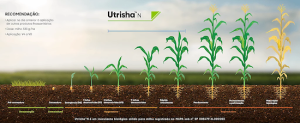 Fixador biológico Utrisha™ N da Corteva Agriscience recebe registro para soja