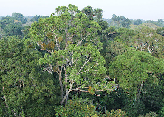 Temperatura nas florestas tropicais está aumentando, diz estudo na Nature Climate Change