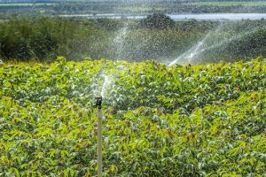A agricultura irrigada no contexto dos Objetivos de Desenvolvimento Sustentável