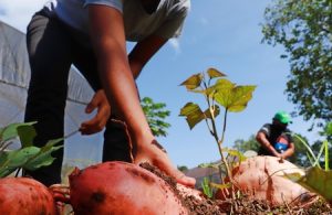 Cultivares de plantas biofortificadas chegam à região Sul do Pará