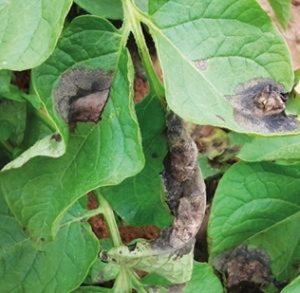 A requeima, causada pelo Phytophthora Infestans, prolifera rapidamente nas lavouras do tomate e da batata sob condições climáticas com baixas temperaturas entre 12°C e 18°C e alta umidade relativa do ar, superior a 90%. Essa doença fúngica também costuma se alastrar mais rapidamente em áreas onde as plantações são densas. Um único foco de requeima pode rapidamente se espalhar para toda a plantação, causando perdas significativas, em qualidade e em quantidade. Segundo dados da Embrapa, as perdas na batata podem variar de 10% a 50% da produção, enquanto no cultivo de tomate, o impacto pode resultar em uma redução de produtividade entre 20% e 70%. Em casos graves, os prejuízos podem alcançar 100% em ambos os casos, dependo das condições de clima e manejo. Por isso, é essencial que o agricultor monitore sua lavoura a fim de evitar que a doença se alastre, ficando atento aos sintomas causados nos cultivos como manchas irregulares e escuras nas folhas. Quando há alta umidade e a temperatura abaixa, essas manchas aumentam e apresentam aspecto encharcado e, rapidamente, os sintomas evoluem para necrose dos tecidos e morte dos folíolos, ficando com aspecto similar a queima da folha. Nos frutos de tomate, aparecem manchas irregulares, de coloração marrom-pardo, de aspecto oleoso e de consistência firme, causando a podridão dura e sem queda. Nos tubérculos de batata, as lesões são castanhas, superficiais e com bordos definidos, sendo que a necrose é irregular, de coloração marrom, aparência granular e mesclada. O engenheiro agrônomo e gerente de Marketing Regional da IHARA, Marcos Vilhena, destaca que devido à alta disseminação e poder destrutivo, é necessário agir no momento certo. “A requeima é uma infestação silenciosa, que muitas vezes só é detectada quando já está disseminada. Por isso, é essencial manter um manejo integrado e preventivo”. Ele alerta ainda que apesar das condições climáticas do outono contribuírem para uma maior incidência e proliferação deste fungo, essa é uma doença muito séria. “Para se ter uma ideia, no século XIX essa doença contaminou plantações de batata por toda a Europa, marcando principalmente a história da Irlanda como responsável pela grande fome, período que dizimou 25% da população. Atualmente, a requeima ainda persiste nas lavouras em todas as regiões produtoras do Brasil, sendo considerada a doença mais agressiva para a cultura da batata”, explica Vilhena. Foco no combate da requeima Por conta disso, a IHARA tem uma atenção especial para a requeima, ofertando para o produtor soluções inovadoras para diferentes etapas do manejo da doença. Os principais produtos do portfólio têm indicação para o controle em diferentes níveis de incidência, que vai desde o manejo preventivo até o combate de focos com severidade. Para o manejo preventivo, o agricultor pode contar com o fungicida de proteção ABSOLUTO FIX, que apresenta ação multissítio e forte fixação nas folhas, conferindo maior segurança e amplo espectro de ação para fungos, sendo aplicado quando o clima ainda é desfavorável à doença como em alta temperatura e baixa umidade, antes mesmo do patógeno infectar os tecidos da planta. Em fase de alerta, quando o clima começa a se tornar favorável à requeima, com temperatura amena e umidade elevado, o ideal é recorrer a um produto mais específico como o TOTALIT, fungicida multicultura que oferece maior período de controle e atua com duplo mecanismo de ação: protetora e sistêmica. Quando as condições climáticas apresentam baixa temperatura e alta umidade, o agricultor pode adotar uma solução de combate imediato como é o caso do COMPLETTO, com alto poder de controle e efeito curativo. Essa tecnologia tem ação sistêmica antiesporulante – o que significa que é capaz de inibir a disseminação dos esporos do fungo na plantação. “Juntas, essas tecnologias proporcionam o melhor controle do mercado por possuir efeito protetor, curativo, ação antiesporulante e alta resistência a lavagem pela chuva. Os resultados dos testes desse mix de soluções da IHARA comprovam alta eficácia no combate da requeima, superior aos demais produtos para esse tipo de manejo”, afirma o gerente de Marketing Regional da IHARA. O executivo enfatiza ainda a importância do manejo integrado de pragas e doenças, plantio em áreas bem drenadas e em épocas adequadas, o espaçamento entre plantas, o uso de variedades resistentes, a nutrição adequada das plantas, rotação de culturas e eliminação de restos culturais a fim de preservar a qualidade dos cultivos, o potencial produtivo e rentabilidade dos cultivos. Sobre a IHARA A IHARA é uma empresa de pesquisa e desenvolvimento que há 59 anos leva soluções para a agricultura brasileira, setor no qual é reconhecida como fonte de inovação e tecnologia japonesa como uma marca que tem a credibilidade e a confiança dos seus clientes. A empresa conta com um portfólio completo de fungicidas, herbicidas, inseticidas, biológicos, acaricidas e produtos especiais somando mais de 80 soluções que contribuem para a proteção de mais de 100 diferentes tipos de cultivos, colaborando para que os agricultores possam produzir cada vez mais alimentos, com mais qualidade e de forma sustentável. Em 2022, a IHARA ingressou no segmento de pastagem, oferecendo soluções inovadoras para o pecuarista brasileiro. Para mais informações, acesse o site da IHARA.
