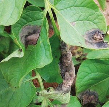 A requeima, causada pelo Phytophthora Infestans, prolifera rapidamente nas lavouras do tomate e da batata sob condições climáticas com baixas temperaturas entre 12°C e 18°C e alta umidade relativa do ar, superior a 90%. Essa doença fúngica também costuma se alastrar mais rapidamente em áreas onde as plantações são densas. Um único foco de requeima pode rapidamente se espalhar para toda a plantação, causando perdas significativas, em qualidade e em quantidade. Segundo dados da Embrapa, as perdas na batata podem variar de 10% a 50% da produção, enquanto no cultivo de tomate, o impacto pode resultar em uma redução de produtividade entre 20% e 70%. Em casos graves, os prejuízos podem alcançar 100% em ambos os casos, dependo das condições de clima e manejo. Por isso, é essencial que o agricultor monitore sua lavoura a fim de evitar que a doença se alastre, ficando atento aos sintomas causados nos cultivos como manchas irregulares e escuras nas folhas. Quando há alta umidade e a temperatura abaixa, essas manchas aumentam e apresentam aspecto encharcado e, rapidamente, os sintomas evoluem para necrose dos tecidos e morte dos folíolos, ficando com aspecto similar a queima da folha. Nos frutos de tomate, aparecem manchas irregulares, de coloração marrom-pardo, de aspecto oleoso e de consistência firme, causando a podridão dura e sem queda. Nos tubérculos de batata, as lesões são castanhas, superficiais e com bordos definidos, sendo que a necrose é irregular, de coloração marrom, aparência granular e mesclada. O engenheiro agrônomo e gerente de Marketing Regional da IHARA, Marcos Vilhena, destaca que devido à alta disseminação e poder destrutivo, é necessário agir no momento certo. “A requeima é uma infestação silenciosa, que muitas vezes só é detectada quando já está disseminada. Por isso, é essencial manter um manejo integrado e preventivo”. Ele alerta ainda que apesar das condições climáticas do outono contribuírem para uma maior incidência e proliferação deste fungo, essa é uma doença muito séria. “Para se ter uma ideia, no século XIX essa doença contaminou plantações de batata por toda a Europa, marcando principalmente a história da Irlanda como responsável pela grande fome, período que dizimou 25% da população. Atualmente, a requeima ainda persiste nas lavouras em todas as regiões produtoras do Brasil, sendo considerada a doença mais agressiva para a cultura da batata”, explica Vilhena. Foco no combate da requeima Por conta disso, a IHARA tem uma atenção especial para a requeima, ofertando para o produtor soluções inovadoras para diferentes etapas do manejo da doença. Os principais produtos do portfólio têm indicação para o controle em diferentes níveis de incidência, que vai desde o manejo preventivo até o combate de focos com severidade. Para o manejo preventivo, o agricultor pode contar com o fungicida de proteção ABSOLUTO FIX, que apresenta ação multissítio e forte fixação nas folhas, conferindo maior segurança e amplo espectro de ação para fungos, sendo aplicado quando o clima ainda é desfavorável à doença como em alta temperatura e baixa umidade, antes mesmo do patógeno infectar os tecidos da planta. Em fase de alerta, quando o clima começa a se tornar favorável à requeima, com temperatura amena e umidade elevado, o ideal é recorrer a um produto mais específico como o TOTALIT, fungicida multicultura que oferece maior período de controle e atua com duplo mecanismo de ação: protetora e sistêmica. Quando as condições climáticas apresentam baixa temperatura e alta umidade, o agricultor pode adotar uma solução de combate imediato como é o caso do COMPLETTO, com alto poder de controle e efeito curativo. Essa tecnologia tem ação sistêmica antiesporulante – o que significa que é capaz de inibir a disseminação dos esporos do fungo na plantação. “Juntas, essas tecnologias proporcionam o melhor controle do mercado por possuir efeito protetor, curativo, ação antiesporulante e alta resistência a lavagem pela chuva. Os resultados dos testes desse mix de soluções da IHARA comprovam alta eficácia no combate da requeima, superior aos demais produtos para esse tipo de manejo”, afirma o gerente de Marketing Regional da IHARA. O executivo enfatiza ainda a importância do manejo integrado de pragas e doenças, plantio em áreas bem drenadas e em épocas adequadas, o espaçamento entre plantas, o uso de variedades resistentes, a nutrição adequada das plantas, rotação de culturas e eliminação de restos culturais a fim de preservar a qualidade dos cultivos, o potencial produtivo e rentabilidade dos cultivos. Sobre a IHARA A IHARA é uma empresa de pesquisa e desenvolvimento que há 59 anos leva soluções para a agricultura brasileira, setor no qual é reconhecida como fonte de inovação e tecnologia japonesa como uma marca que tem a credibilidade e a confiança dos seus clientes. A empresa conta com um portfólio completo de fungicidas, herbicidas, inseticidas, biológicos, acaricidas e produtos especiais somando mais de 80 soluções que contribuem para a proteção de mais de 100 diferentes tipos de cultivos, colaborando para que os agricultores possam produzir cada vez mais alimentos, com mais qualidade e de forma sustentável. Em 2022, a IHARA ingressou no segmento de pastagem, oferecendo soluções inovadoras para o pecuarista brasileiro. Para mais informações, acesse o site da IHARA. 