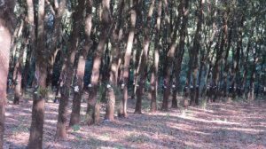 Criação de índice de preço de importação da borracha natural permite a produtores brasileiros competir de maneira justa no mercado global