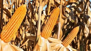 Morgan Sementes desenvolve híbrido de milho superprecoce que traz segurança e rentabilidade ao produtor