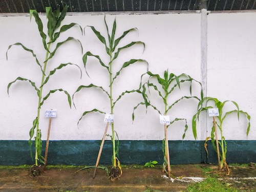 Biochar: NetZero inaugura sua terceira fábrica e inicia a construção de nova unidade no Brasil