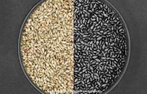 Qualidade do tratamento de sementes forrageiras e sua influência na produtividade e lucratividade da pastagem