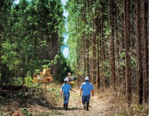 Suzano alcança redução histórica de 61% nos incêndios em suas áreas florestais com ações estratégicas e tecnologia