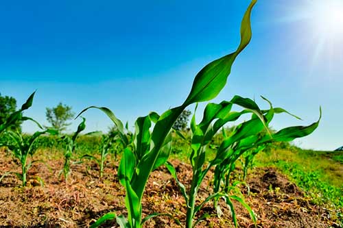 Timbro marca presença na Global Agribusiness Festival