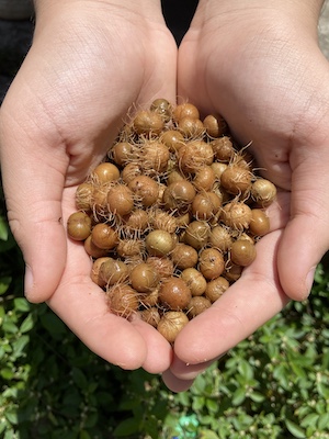 Açaí: fruto do momento impulsiona a agricultura familiar em Barcarena