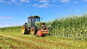 Biofumigação combate pragas e promove a regeneração do solo