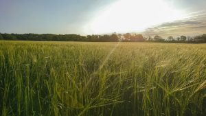Biotrop fala sobre a “Escolha Natural” no 20ª Insectshow e leva inovações biológicas voltadas ao setor canavieiro