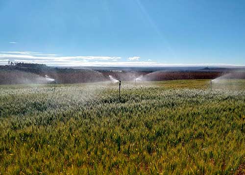 Pesquisa indica momento e quantidade de água ideais para irrigação do trigo no Cerrado