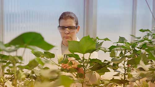 Illumina promove webinar sobre poder da genômica na agricultura