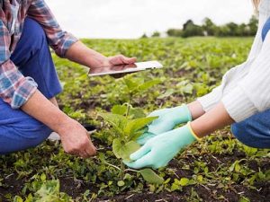 Incentivo ao Agronegócio: Sicoob Credigerais divulga recursos para o Plano Safra 2024/2025
