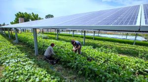 Plano Safra 2024-2025 atualiza linhas de crédito e reforça transição energética com estímulo à energia solar no País
