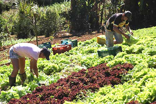 Plano Safra 2024/2025: BNDES destina R$ 14,8 bi ao Programa Nacional de Fortalecimento da Agricultura Familiar (Pronaf)