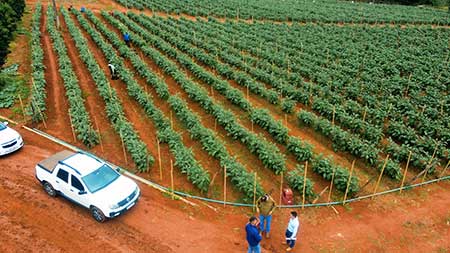 Melhoramento genético traz para o produtor de berinjela variedade precoce e sem espinhos