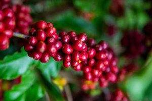 Soluções biológicas ajudam a mitigar adversidades no plantio de café