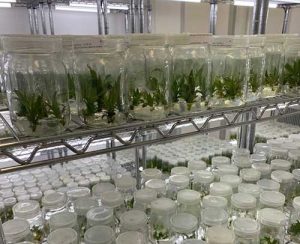 BASF reúne especialistas e comunidades em evento sobre sustentabilidade na Amazônia