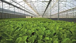 BASF lança o estabilizador de calor e luz Tinuvin ® NOR ® 211 AR para práticas agrícolas sustentáveis
