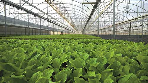 BASF lança o estabilizador de calor e luz Tinuvin ® NOR ® 211 AR para práticas agrícolas sustentáveis