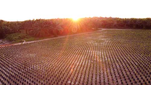 Recuperação de áreas degradadas é fundamental para o enfrentamento às mudanças climáticas