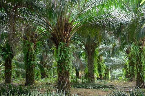 Recuperação de áreas degradadas é fundamental para o enfrentamento às mudanças climáticas