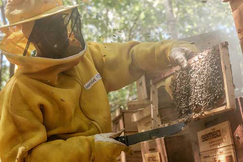 Fundação Bunge leva a importância dos polinizadores para feira agropecuária de Canarana (MT)