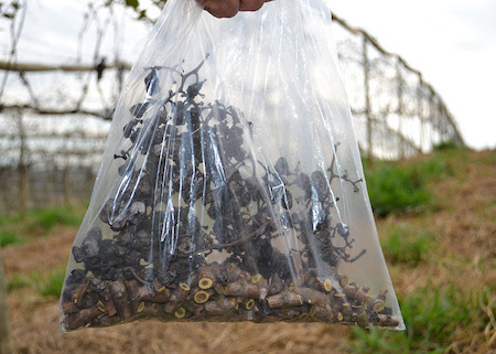 Plano emergencial é montado para combater fungo em plantações de uva em São Paulo
