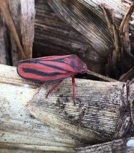 Controle com novo grupo químico reduz em até 70% a infestação de ninfas de cigarrinha-das-raízes na cana-de-açúcar