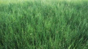 Com o Programa Pasto Forte da Harvest Agro, agropecuarista mudou a paisagem da fazenda no Amazonas com capim mais robusto e produtivo para o rebanho