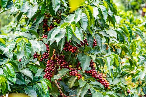 Yara lança solução inovadora e sustentável para a cultura do café na Coopercitrus Expo