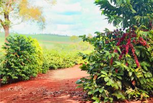  Soluções que transformam o campo serão apresentadas pela IHARA na Coopercitrus Expo 2024