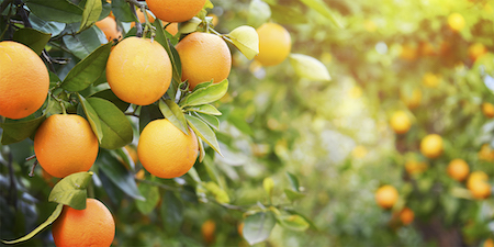 Soluções que transformam o campo serão apresentadas pela IHARA na Coopercitrus Expo 2024