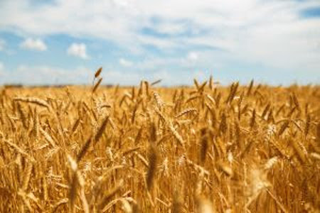 Tratamento de sementes: etapa essencial de proteção para a próxima safra de trigo