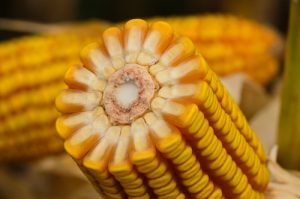 Morgan, Forseed e TEVO apresentam seus híbridos de milho e sorgo para a Show Safra 2025