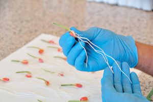 LongPing High-Tech abre vagas de estágio em Pesquisa & Desenvolvimento para formandos em quatro de suas unidades