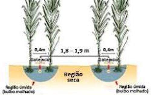  Irrigação por gotejamento Netafim impulsiona sucesso da Estreito Agropecuária na produção de cana-de-açúcar